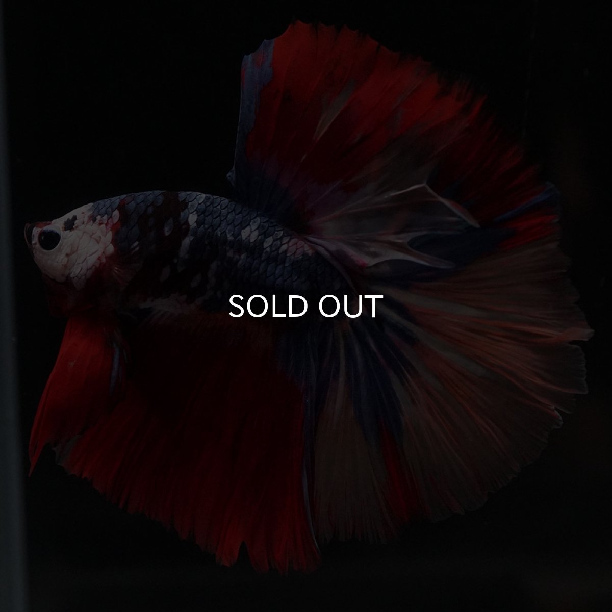 画像4: HM　キャンディ (4)