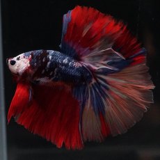 画像4: HM　キャンディ (4)