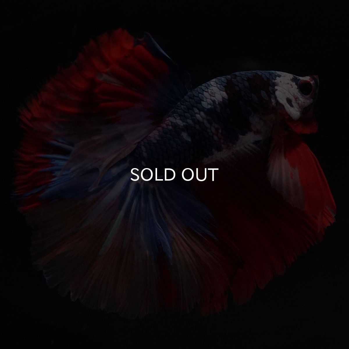 画像3: HM　キャンディ (3)