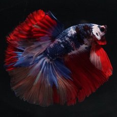 画像3: HM　キャンディ (3)