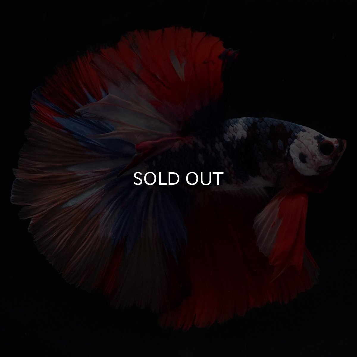 画像1: HM　キャンディ (1)