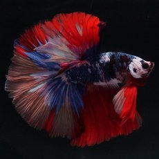 画像1: HM　キャンディ (1)