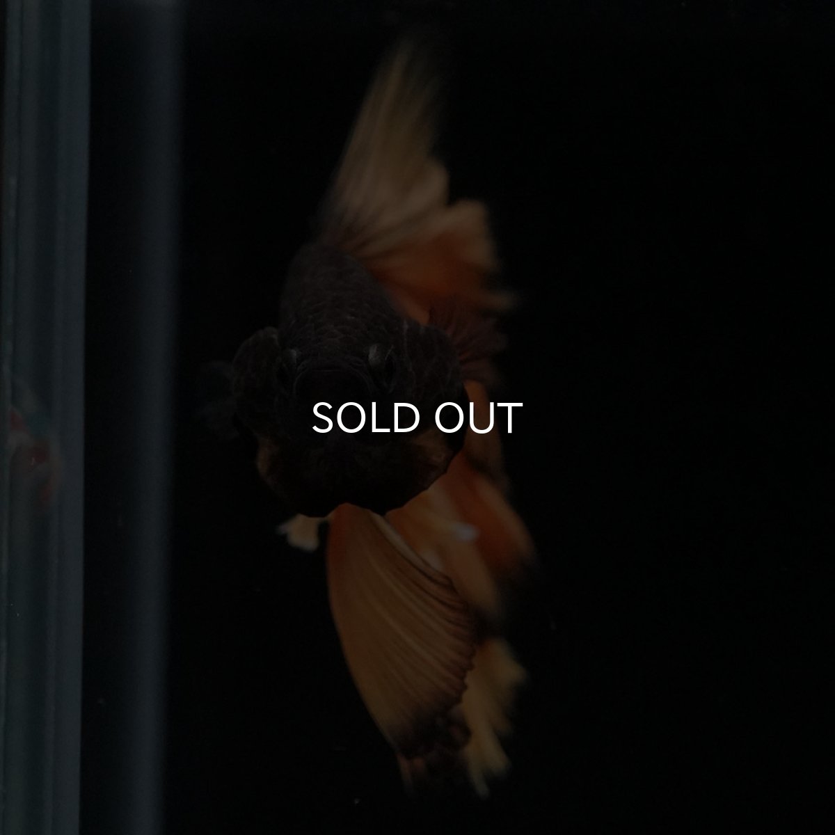 画像8: HM　ブラックマスタード　ローズテール (8)