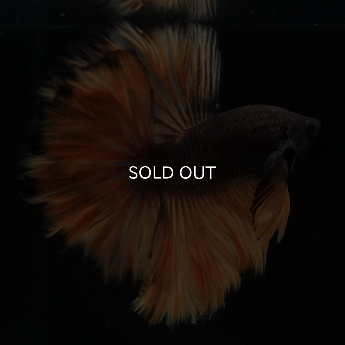 画像2: HM　ブラックマスタード　ローズテール (2)