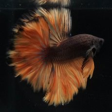 画像2: HM　ブラックマスタード　ローズテール (2)