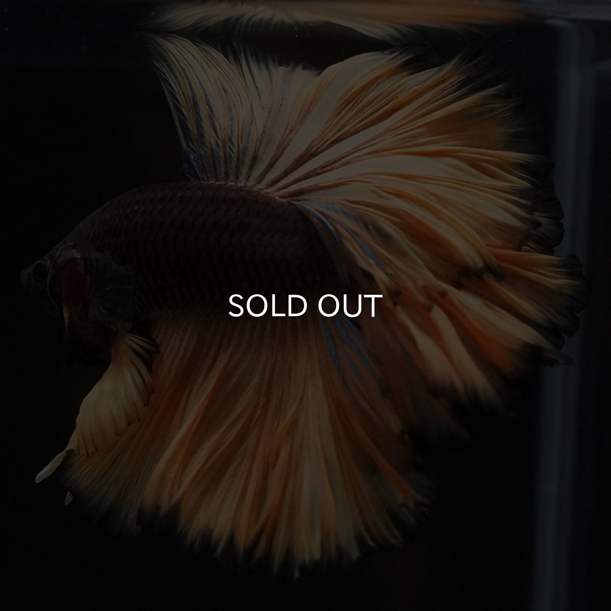 画像5: HM　ブラックマスタード　ローズテール (5)