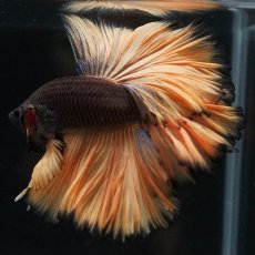 画像5: HM　ブラックマスタード　ローズテール (5)