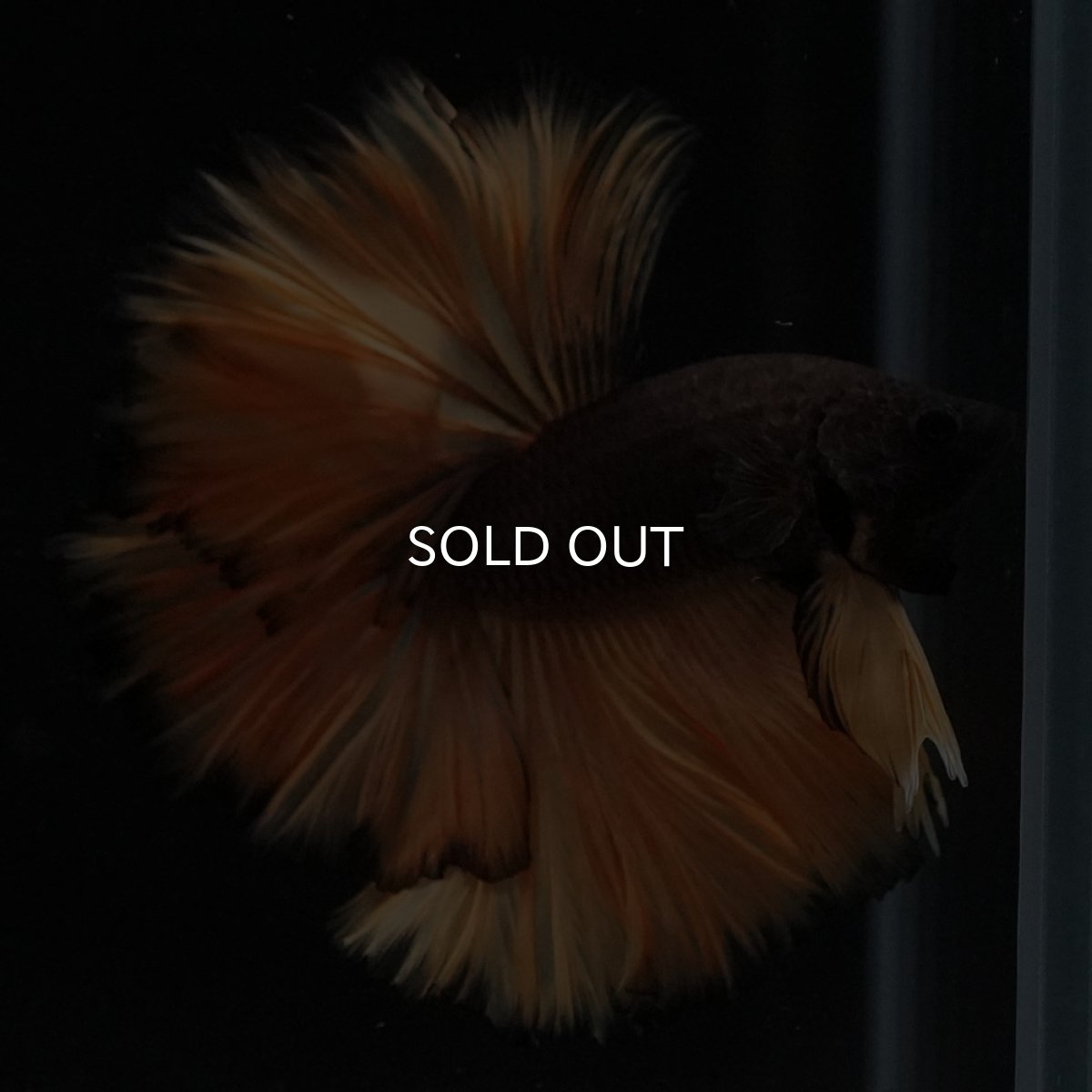 画像6: HM　ブラックマスタード　ローズテール (6)