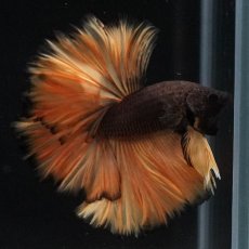 画像6: HM　ブラックマスタード　ローズテール (6)