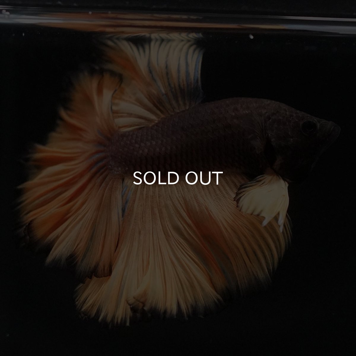 画像4: HM　ブラックマスタード　ローズテール (4)