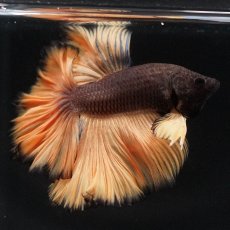 画像4: HM　ブラックマスタード　ローズテール (4)