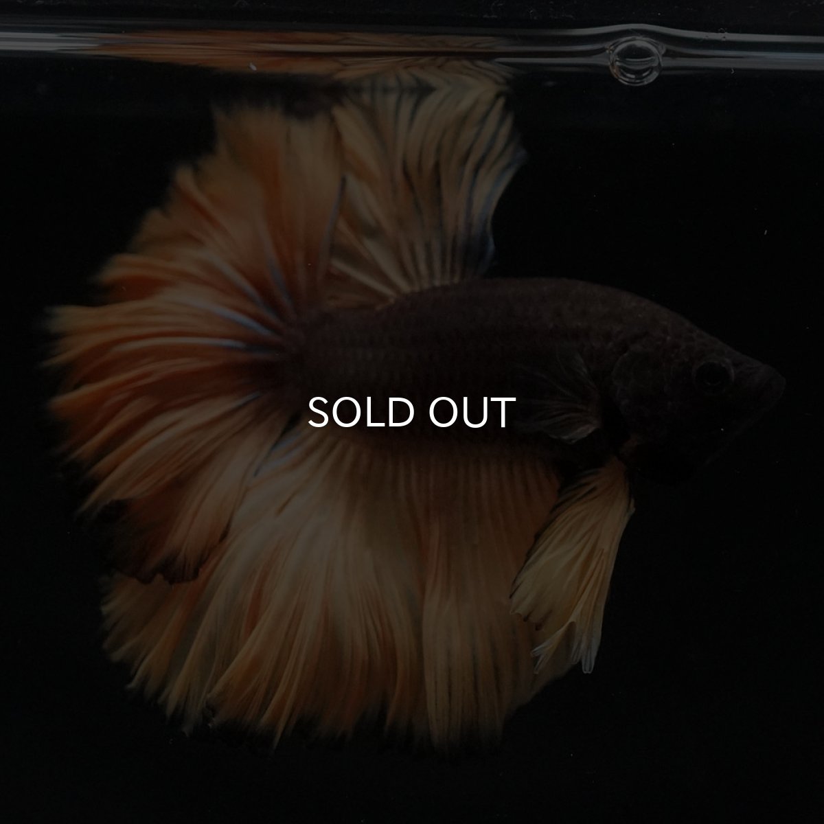 画像7: HM　ブラックマスタード　ローズテール (7)