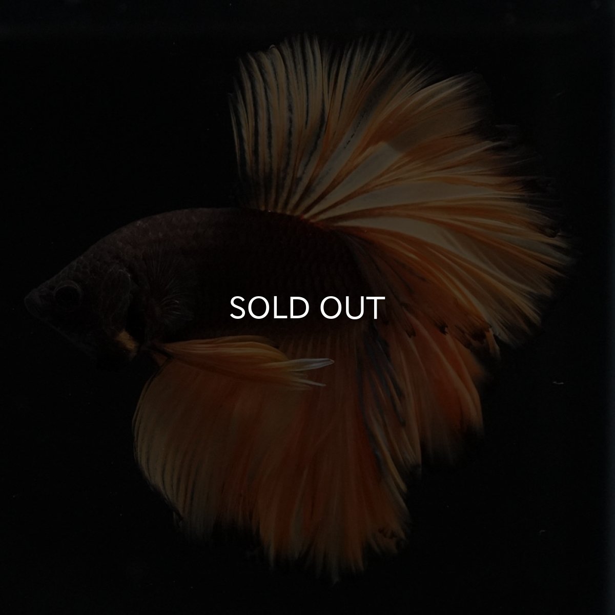 画像3: HM　ブラックマスタード　ローズテール (3)