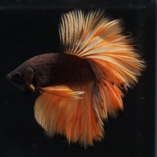 画像3: HM　ブラックマスタード　ローズテール (3)