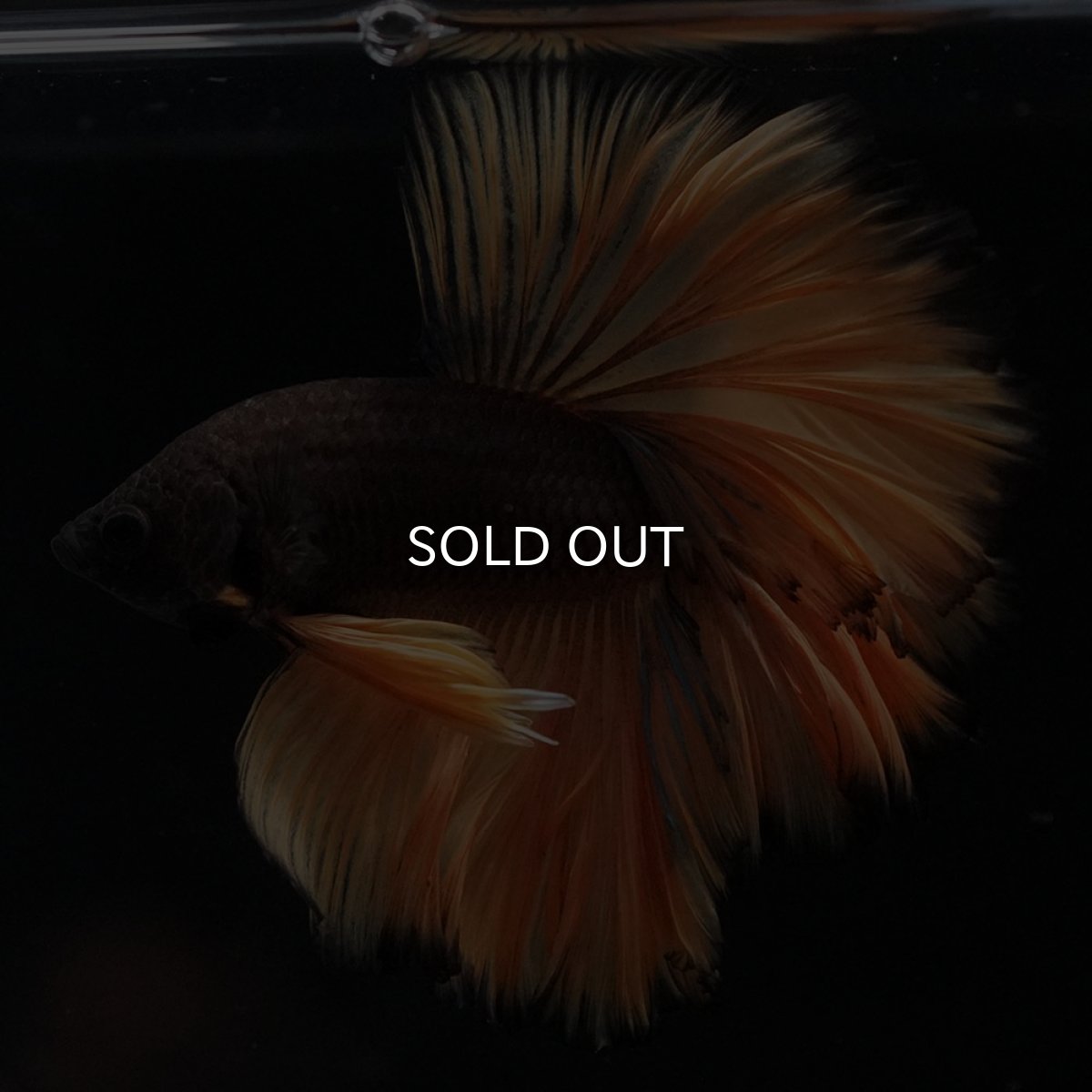 画像1: HM　ブラックマスタード　ローズテール (1)