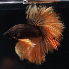 画像1: HM　ブラックマスタード　ローズテール (1)