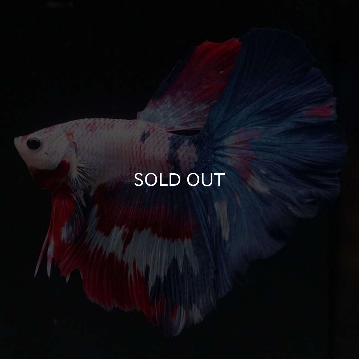 画像1: HM　ホワイトファンシー (1)