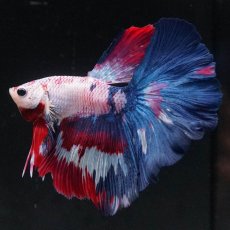 画像1: HM　ホワイトファンシー (1)