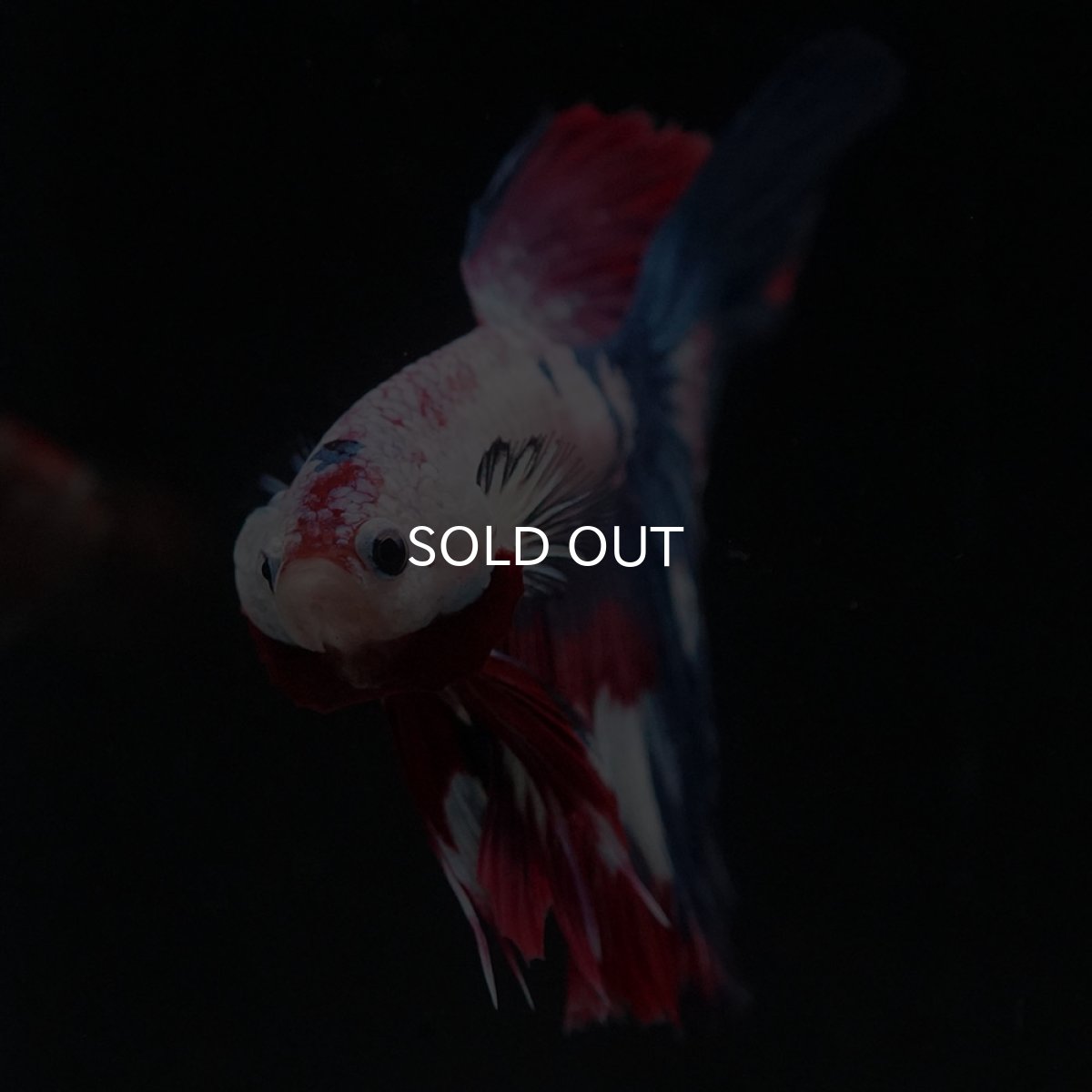 画像3: HM　ホワイトファンシー (3)