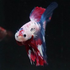 画像3: HM　ホワイトファンシー (3)