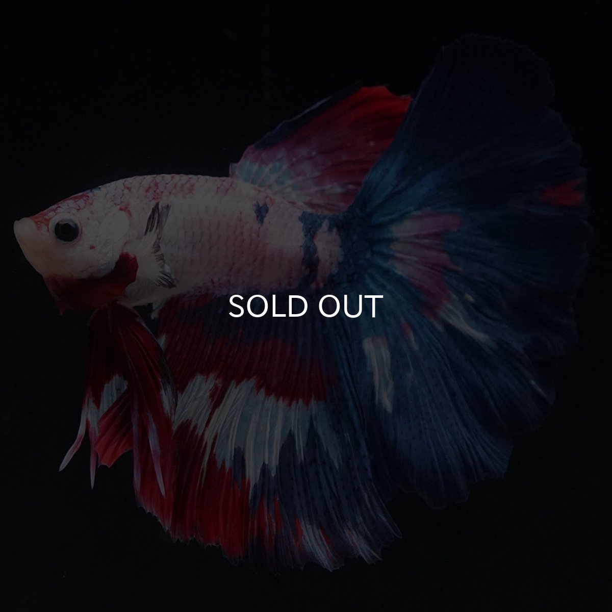 画像4: HM　ホワイトファンシー (4)