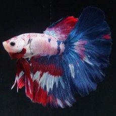 画像4: HM　ホワイトファンシー (4)