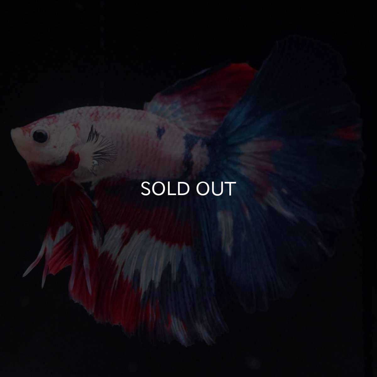 画像6: HM　ホワイトファンシー (6)