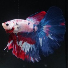 画像6: HM　ホワイトファンシー (6)