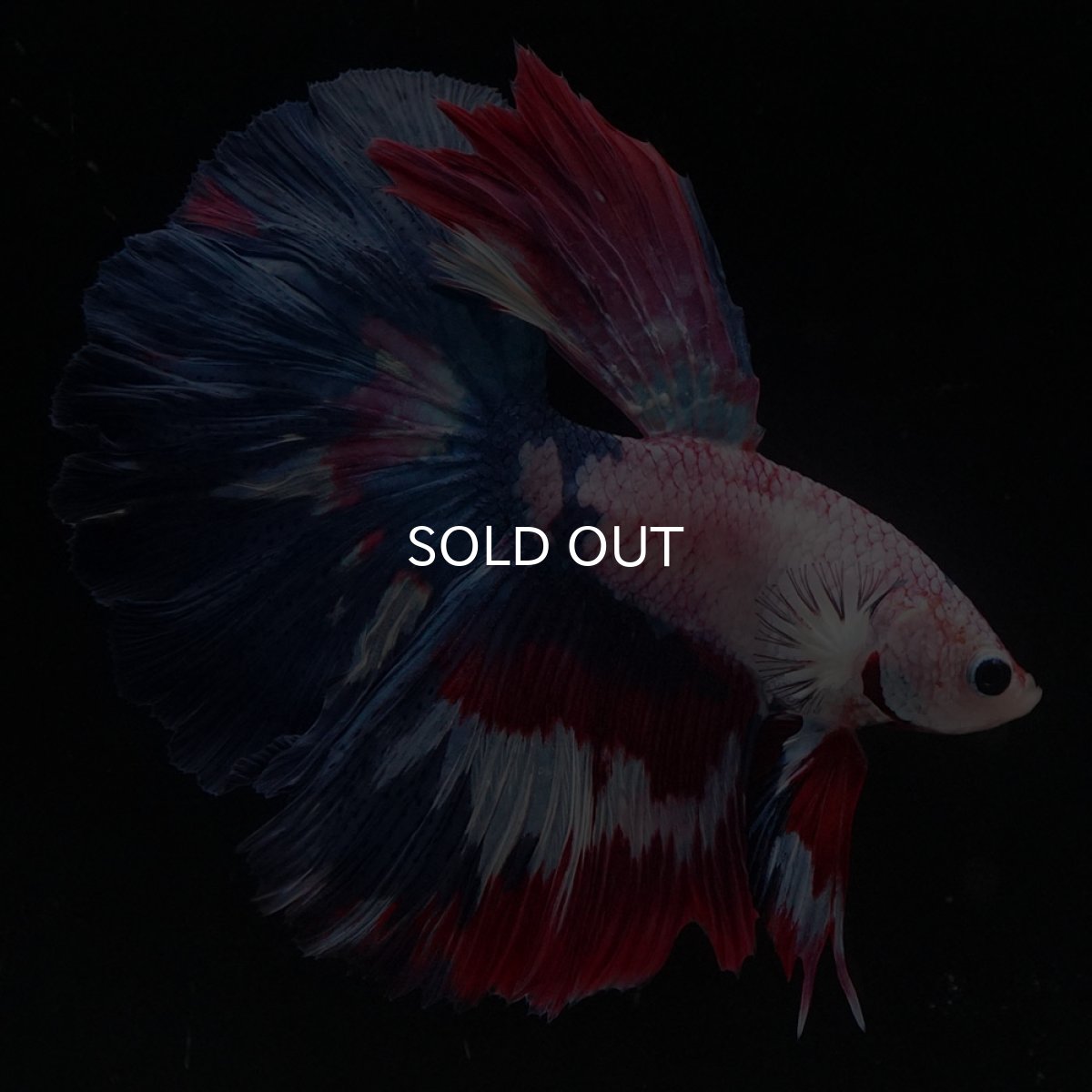 画像5: HM　ホワイトファンシー (5)