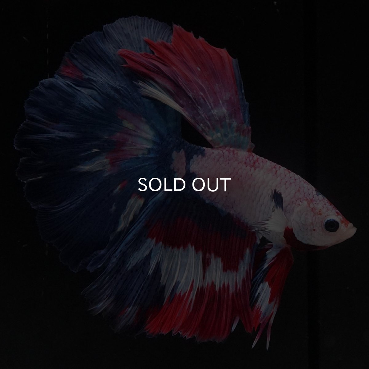 画像2: HM　ホワイトファンシー (2)