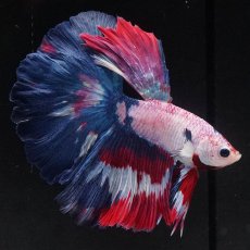 画像2: HM　ホワイトファンシー (2)