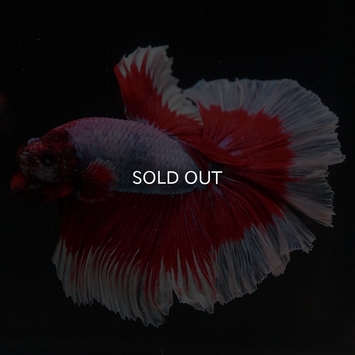 画像9: HM　ラベンダーバタフライ (9)