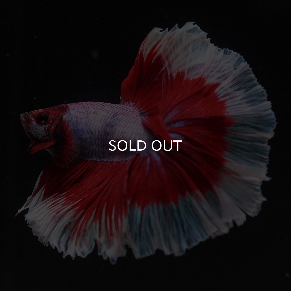 画像8: HM　ラベンダーバタフライ (8)