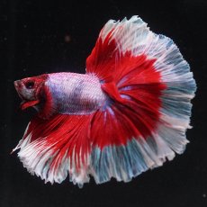 画像8: HM　ラベンダーバタフライ (8)