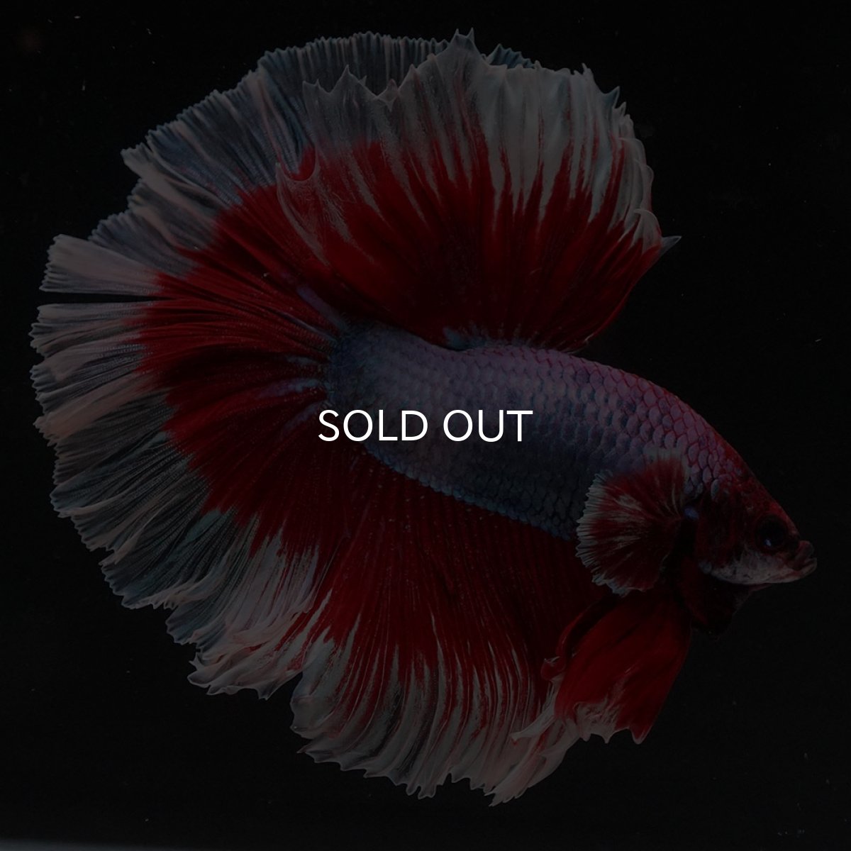 画像6: HM　ラベンダーバタフライ (6)