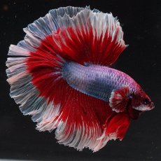 画像6: HM　ラベンダーバタフライ (6)