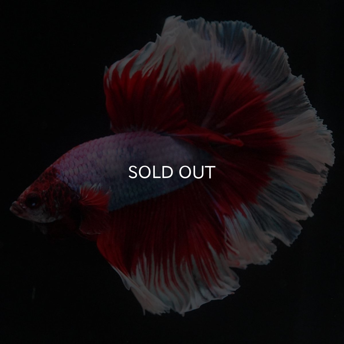 画像7: HM　ラベンダーバタフライ (7)