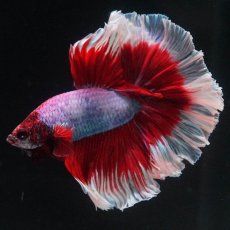 画像7: HM　ラベンダーバタフライ (7)