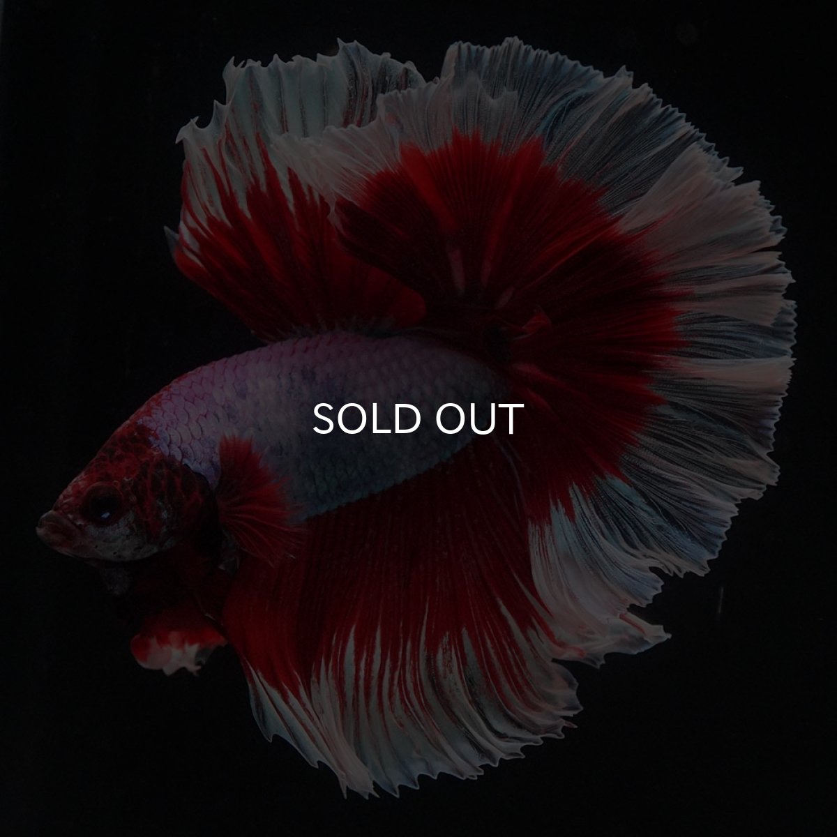 画像1: HM　ラベンダーバタフライ (1)