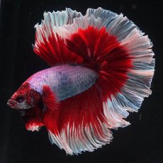 画像1: HM　ラベンダーバタフライ (1)