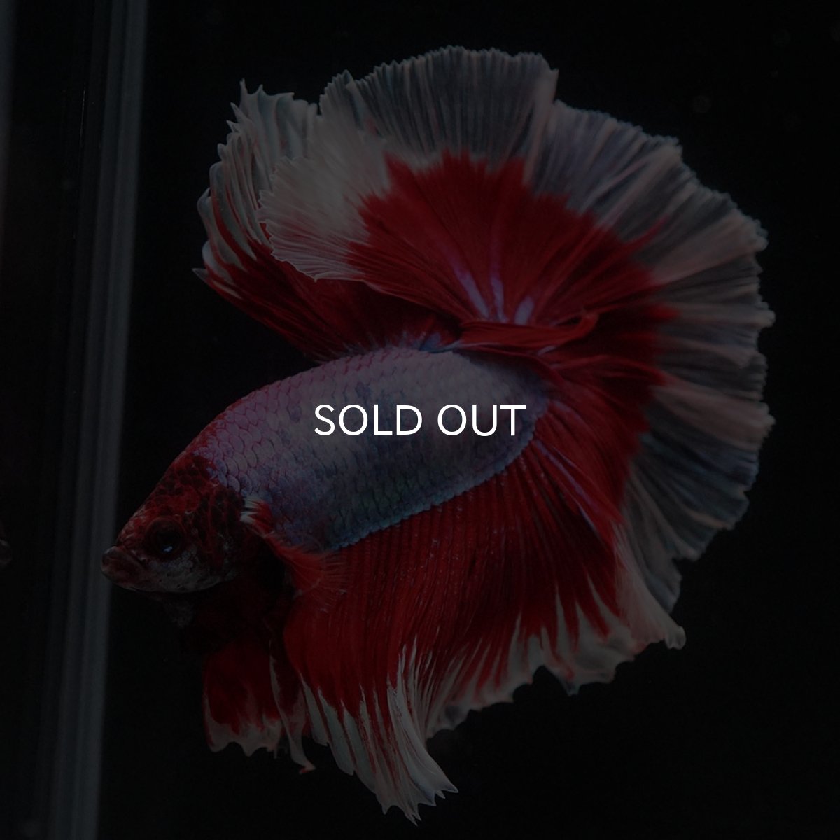 画像5: HM　ラベンダーバタフライ (5)