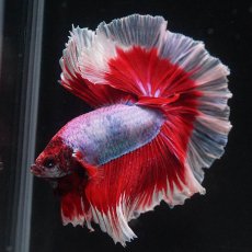 画像5: HM　ラベンダーバタフライ (5)