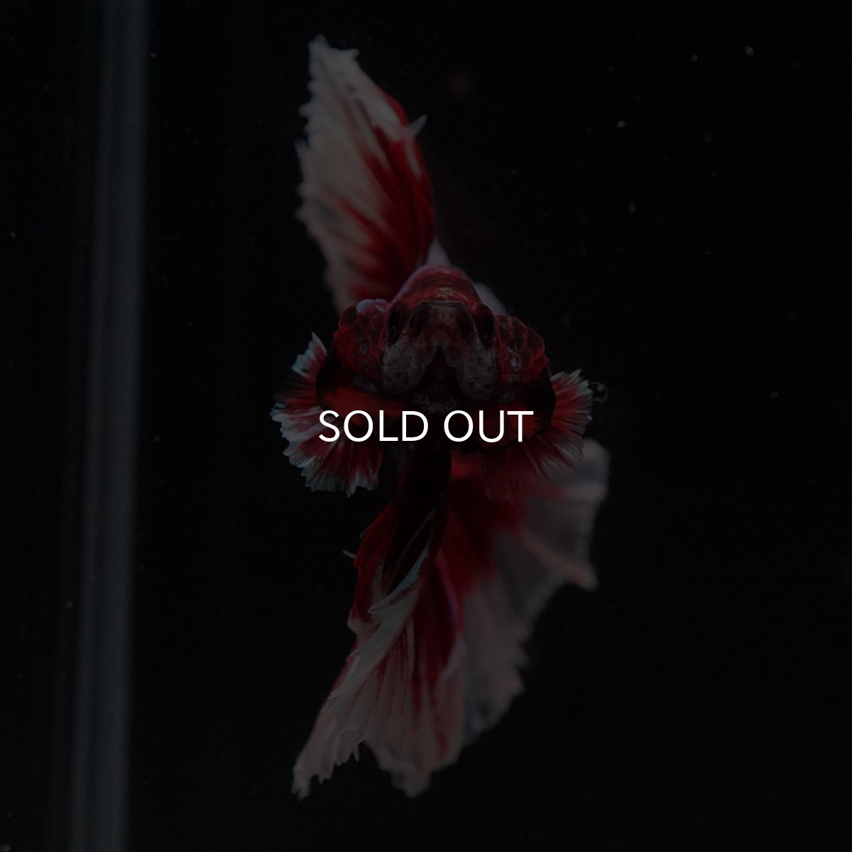 画像3: HM　ラベンダーバタフライ (3)