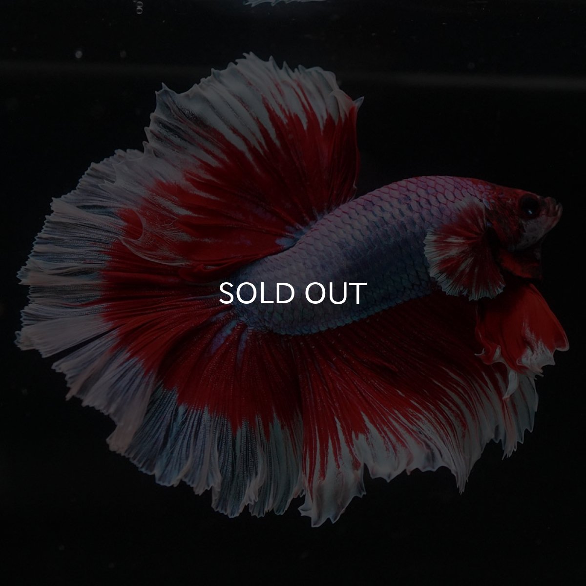 画像4: HM　ラベンダーバタフライ (4)