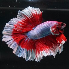 画像4: HM　ラベンダーバタフライ (4)