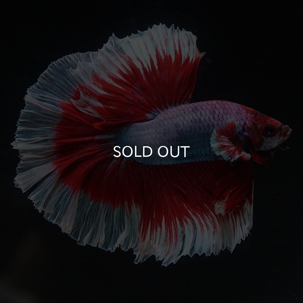 画像2: HM　ラベンダーバタフライ (2)