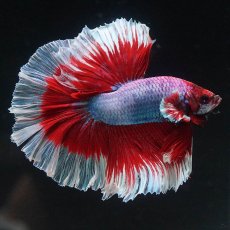 画像2: HM　ラベンダーバタフライ (2)