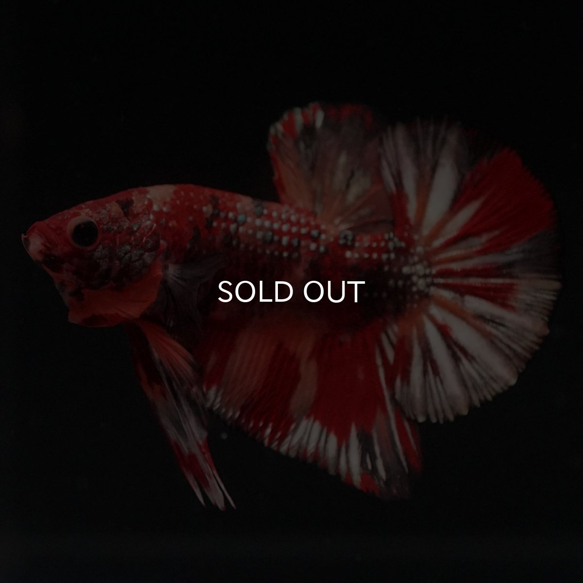 画像2: HMPK　キャンディカッパー (2)