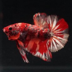 画像2: HMPK　キャンディカッパー (2)