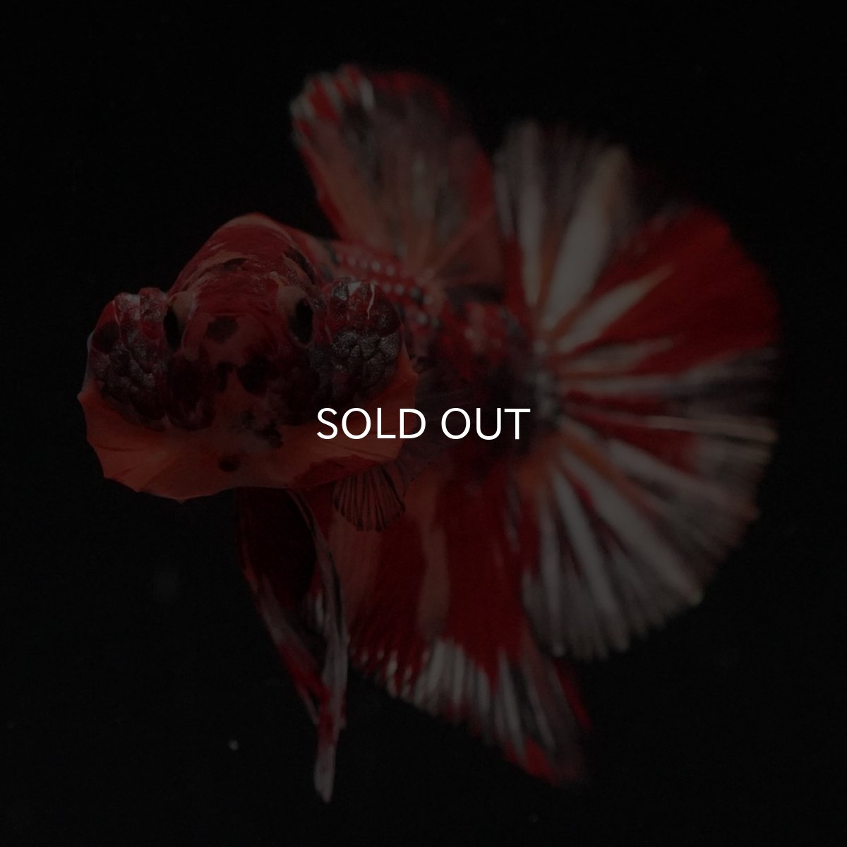 画像3: HMPK　キャンディカッパー (3)